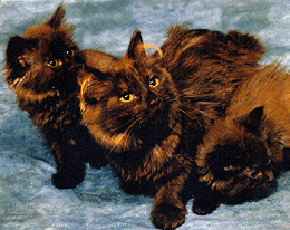 Порода кошек Шантильи-Тиффани
