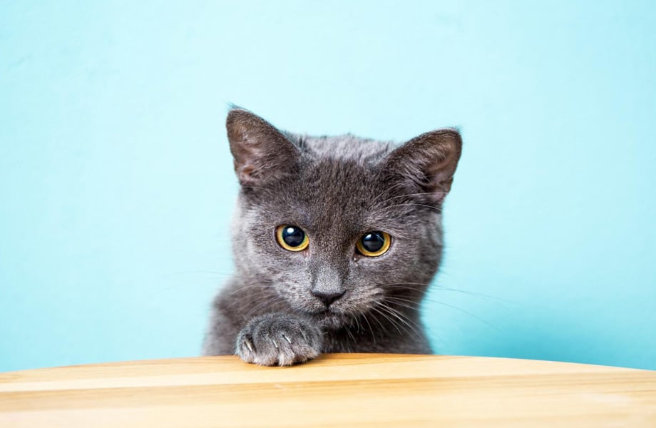 Порода кошек Шартрез (Картезианская кошка)