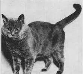 Порода кошек Шартрез (Картезианская кошка)