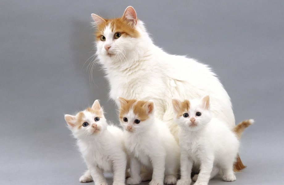 Порода кошек Турецкий ван (ванская кошка)