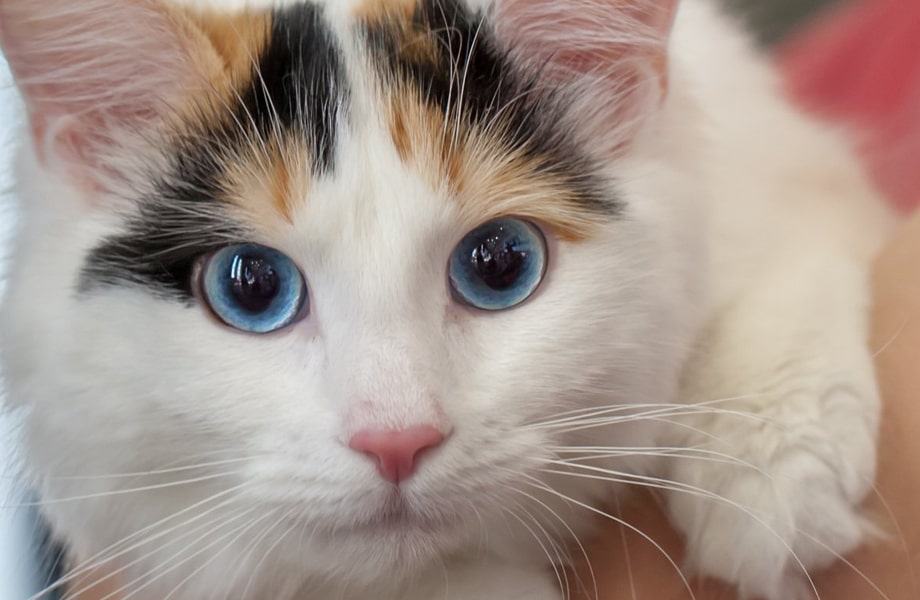Порода кошек Турецкий ван (ванская кошка)