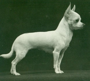 Порода собак Чихуахуа