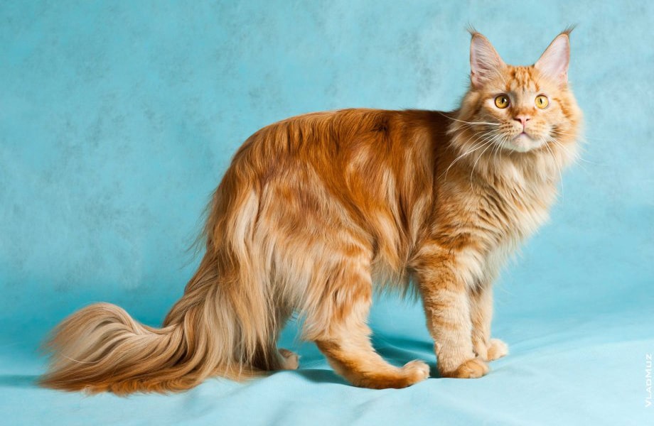 Порода кошек Мейн-кун: фото, плюсы и минусы, описание характера, здоровья и  болезней, цены на котят | Pro-Animal.ru