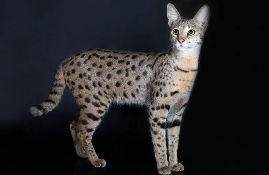 Порода кошек Саванна