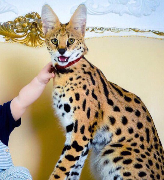 Порода кошек Саванна: фото, плюсы и минусы, описание характера, здоровья и  болезней, цены на котят | Pro-Animal.ru