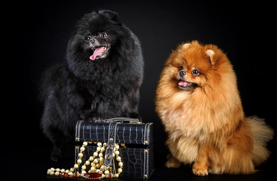 Порода собак померанский шпиц: фото, плюсы и минусы, описание характера,  здоровья и болезней, цены на щенят | Pro-Animal.ru