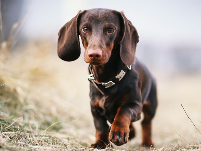 Порода собак такса: фото, плюсы и минусы, описание характера, здоровья и  болезней, цены на щенят | Pro-Animal.ru