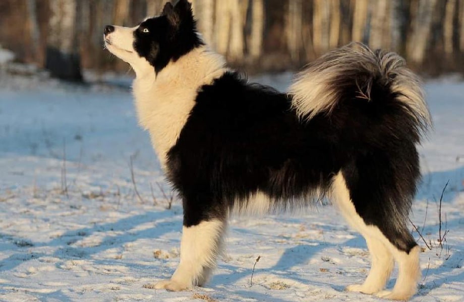 Порода собак якутская лайка