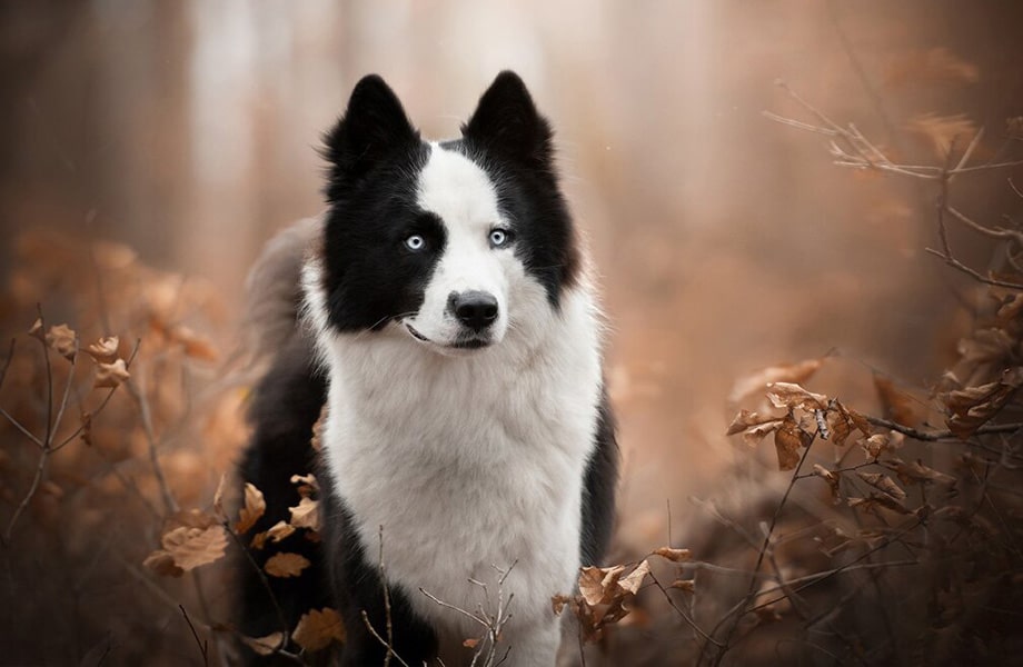 Порода собак якутская лайка