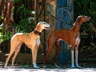 Порода собак азавак (африканская борзая)