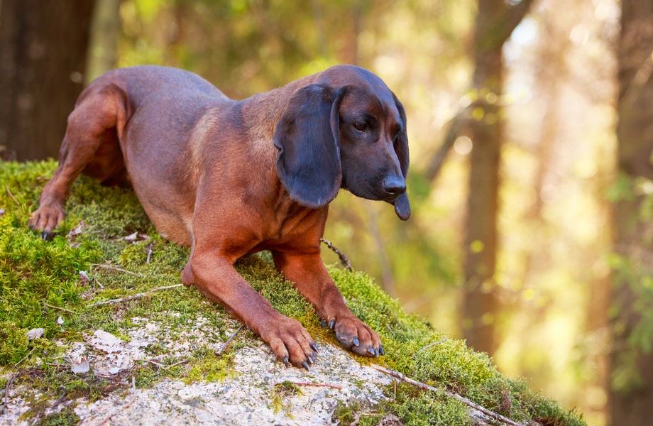 Порода собак баварская горная гончая