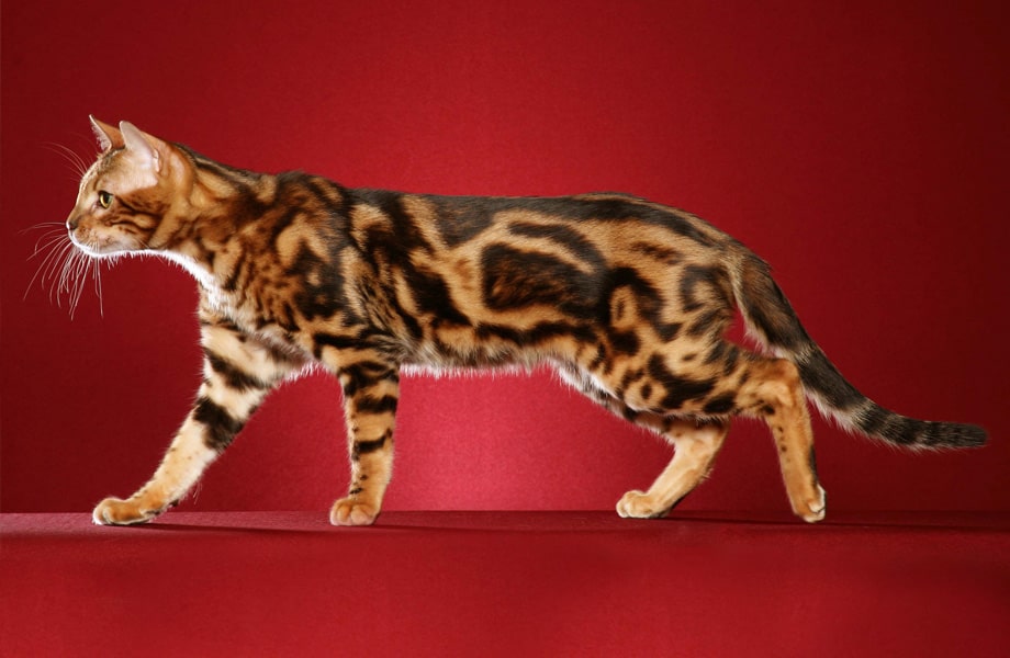 Бенгальская порода кошек