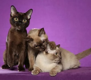 Бурманская (бурма) порода кошек