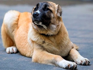 Порода собак гампр (армянский волкодав)