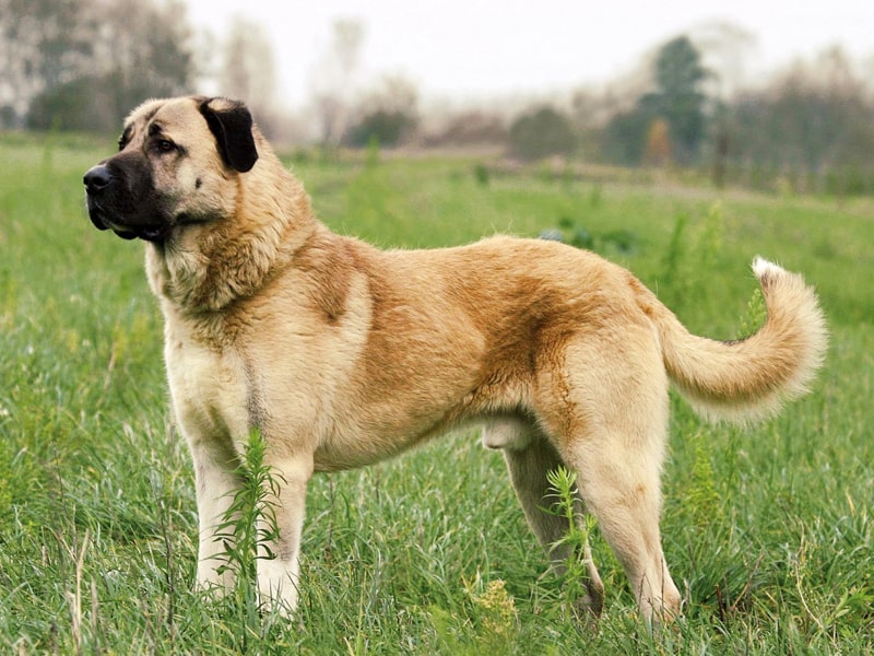 Порода собак гампр (армянский волкодав)