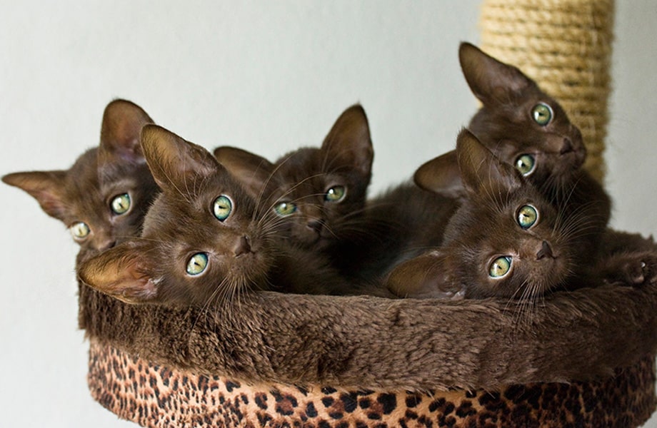 Порода кошек гавана-браун