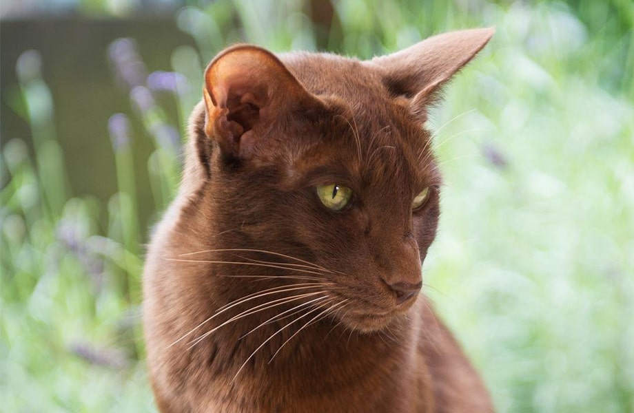 Порода кошек гавана-браун