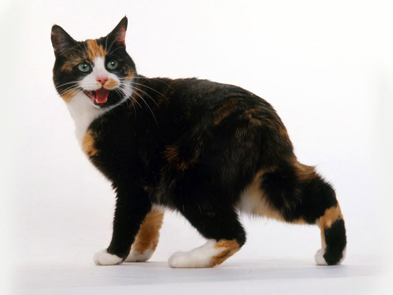 Порода кошек мэнкс (мэнская кошка)