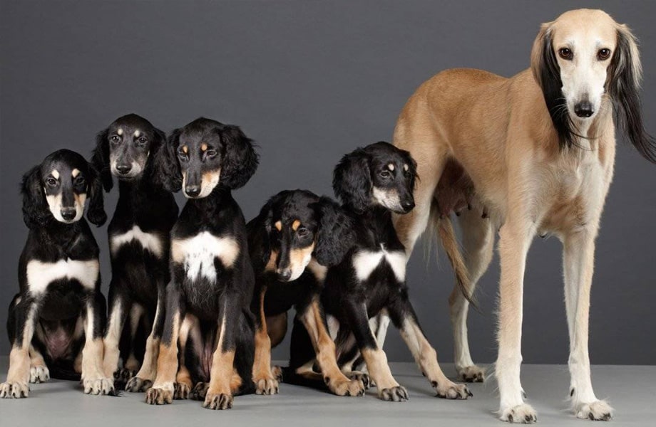 Порода собак салюки (персидская борзая)