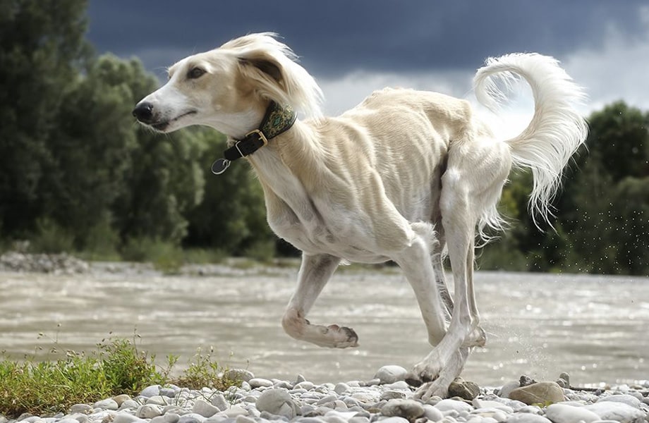 Порода собак салюки (персидская борзая)