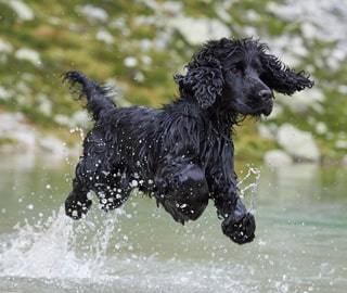 Порода собак американский водяной спаниель