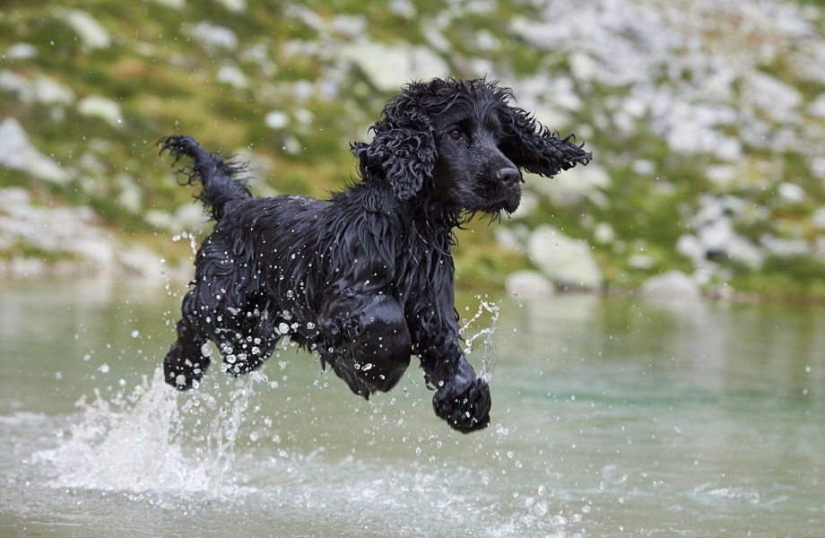 Порода собак американский водяной спаниель