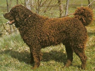 Порода собак веттерхун (голландский водяной спаниель)