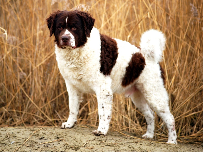 Порода собак веттерхун (голландский водяной спаниель)