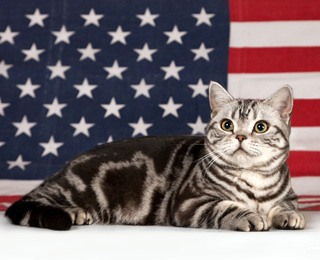 Американская короткошерстная порода кошек
