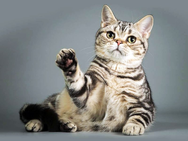 Американская короткошерстная порода кошек: фото, плюсы и минусы, описание  характера, здоровья и болезней, цены на котят | Pro-Animal.ru