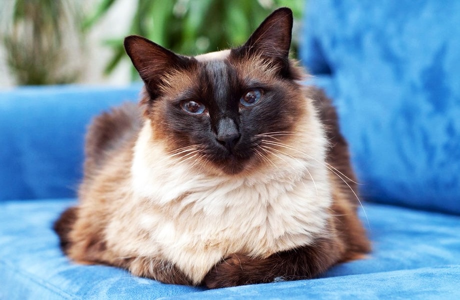 Балинезийская порода кошек (Балинез)
