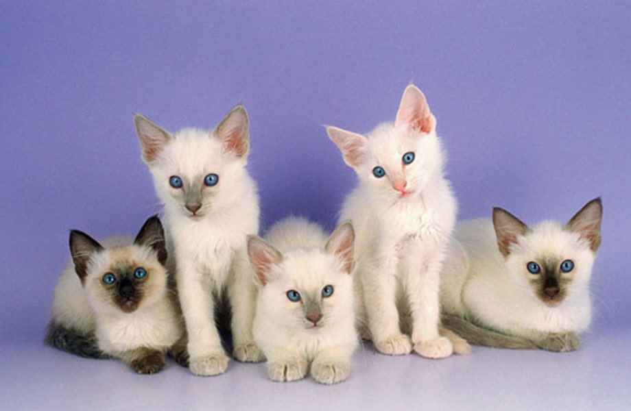Балинезийская порода кошек (Балинез)