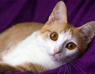 Анатолийская порода кошек (турецкая короткошерстная)