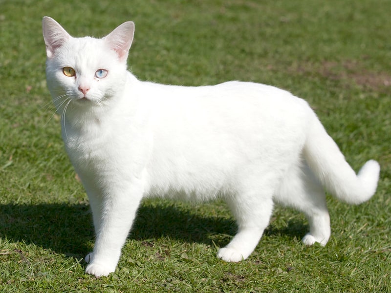 Анатолийская порода кошек (турецкая короткошерстная)
