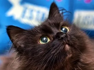 Порода кошек йоркская шоколадная (йорк)